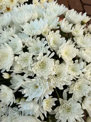 Mała Chryzantema Śnieżno biała Chrysanthemum grandiflorum