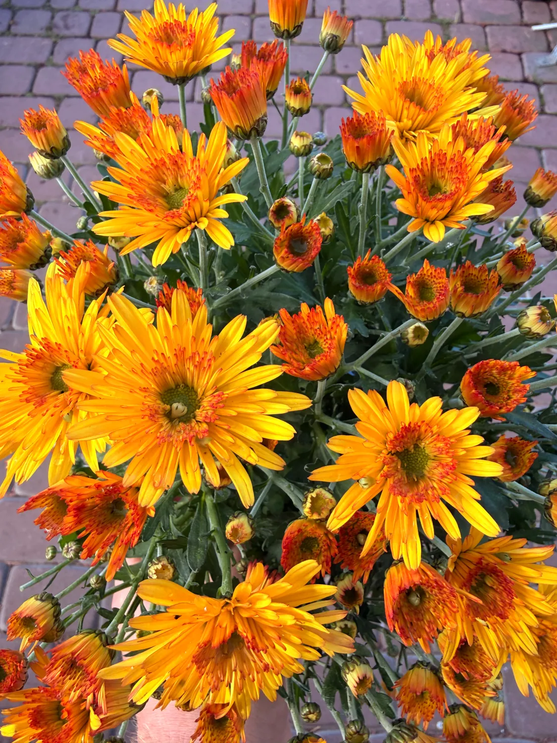 Mała Chryzantema herbaciana Chrysanthemum grandiflorum
