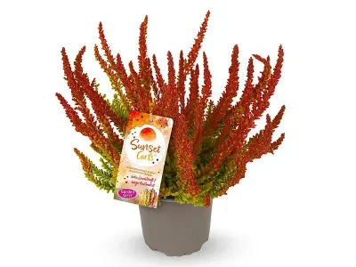 Wrzos Sunset Girl Zoe Garden Girls® Calluna vulgaris
