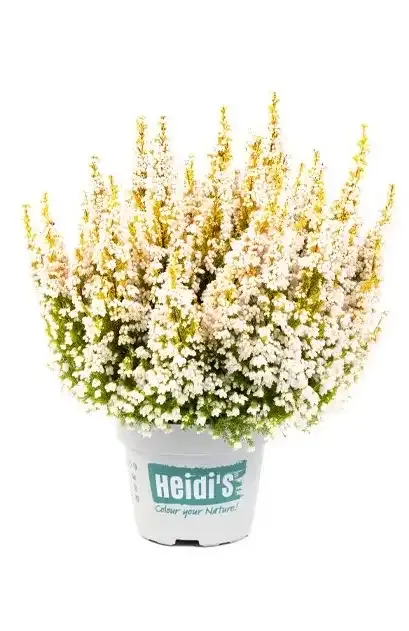 Wrzosiec wielkokwiatowy Heidi's® Frida biały Erica gracillis