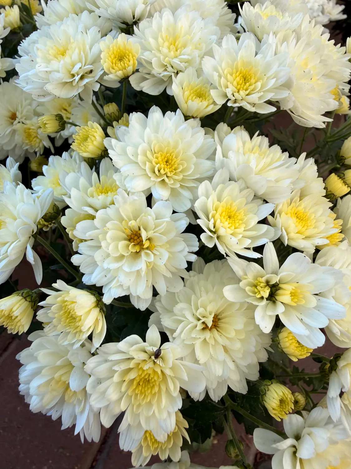 Mała Chryzantema 'Jasoda White' Chrysanthemum grandiflorum