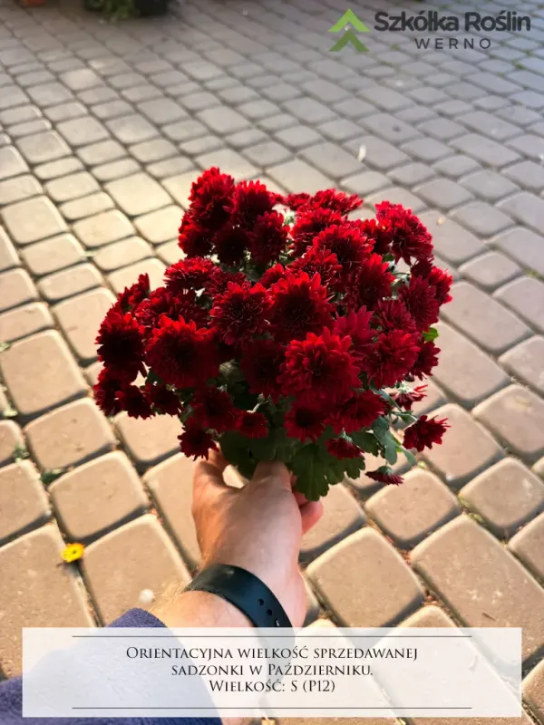 Mała Chryzantema czerwona Chrysanthemum grandiflorum
