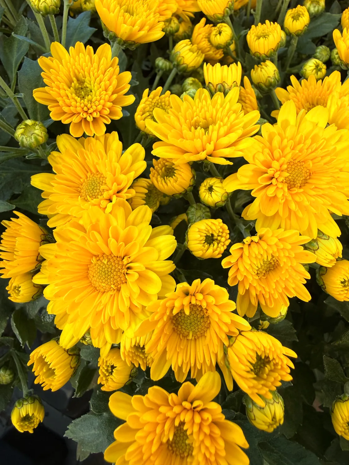 Mała Chryzantema żółta gwiazdka Chrysanthemum grandiflorum