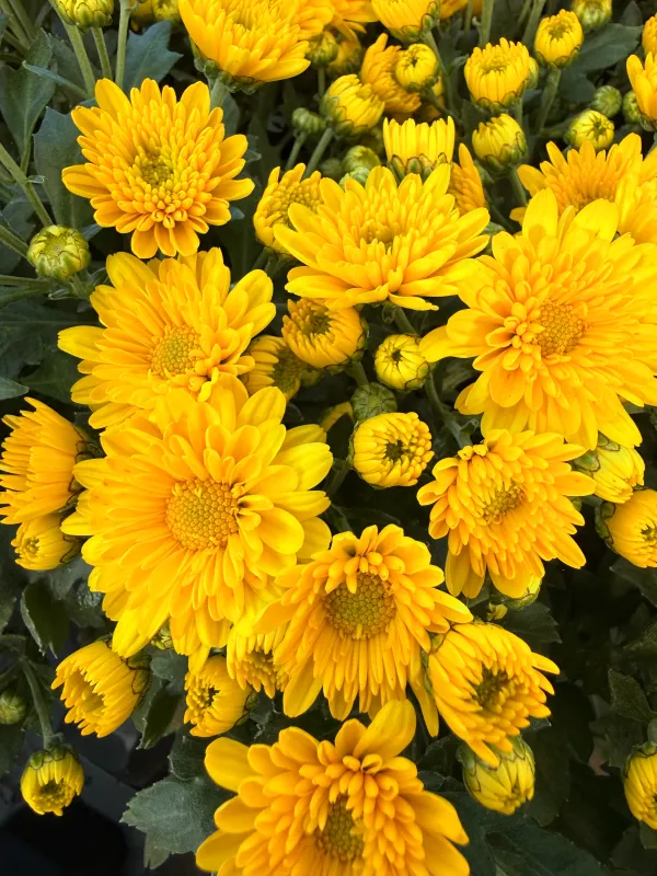 Mała Chryzantema żółta gwiazdka Chrysanthemum grandiflorum