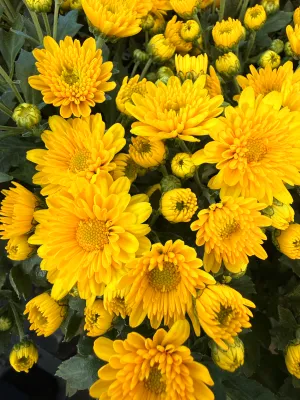 Mała Chryzantema żółta gwiazdka Chrysanthemum grandiflorum