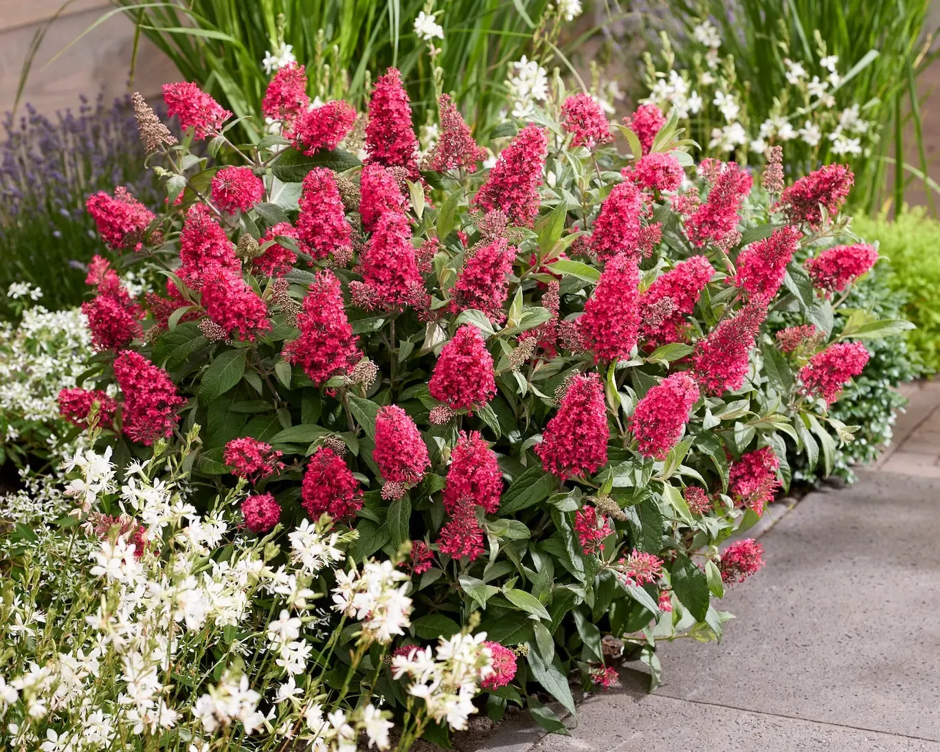 Budleja 'Butterfly Candy® Little Bubblegum' Buddleja davidii