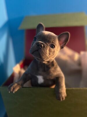 Ivy Blue Baby