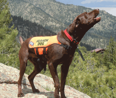 Standard K-9 Vest (Cordura®): SEARCH DOG