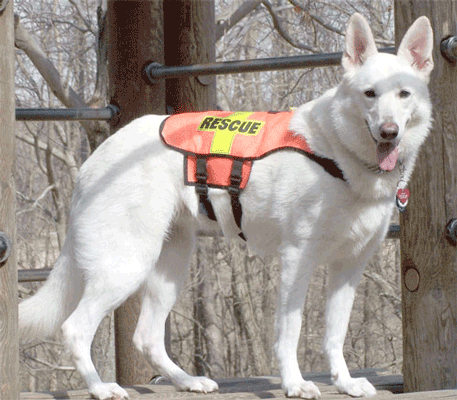 Standard K-9 Vest (Mesh): RESCUE Cross