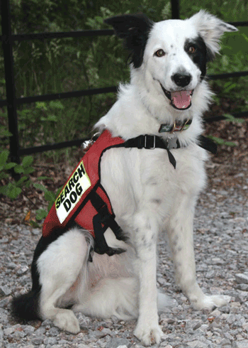 Standard K-9 Vest (Mesh): SEARCH DOG