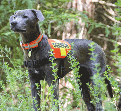 Mini K-9 Vest (Mesh): SEARCH Cross