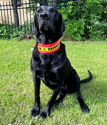 2-Inch Reflective Dog Collar (Plastic Hardware)