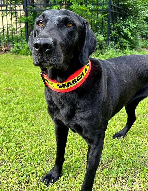 2-Inch Reflective Dog Collar (Plastic Hardware)