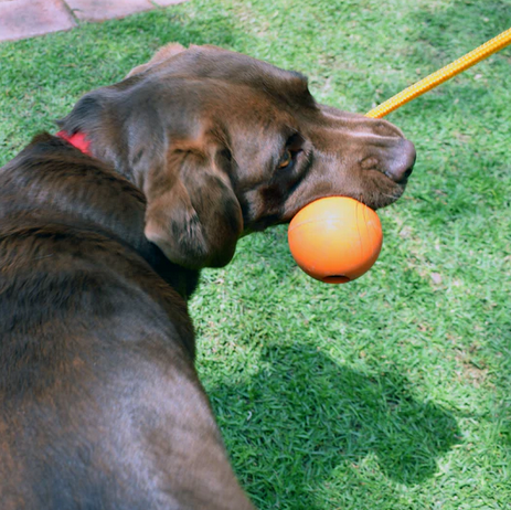 4BF® Crazy Bounce Rope