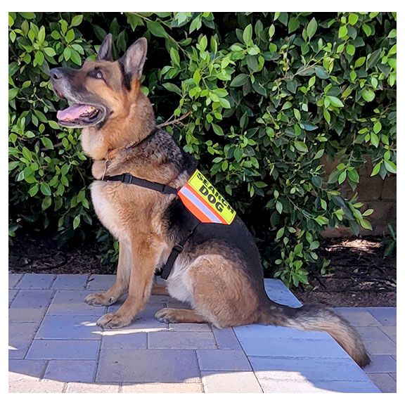 Mini K-9 Vest (Cordura®): SEARCH DOG