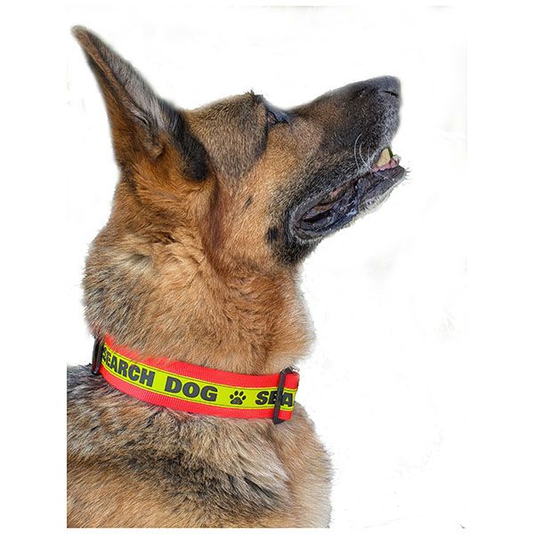 2-Inch Reflective Martingale Dog Collar (Platic Hardware)