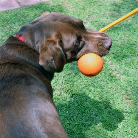 4BF® Crazy Bounce Rope