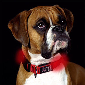 Nite-Dawg LED Dog Collar