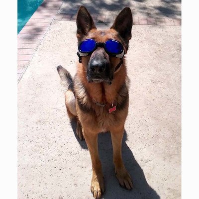 K-9 Goggles