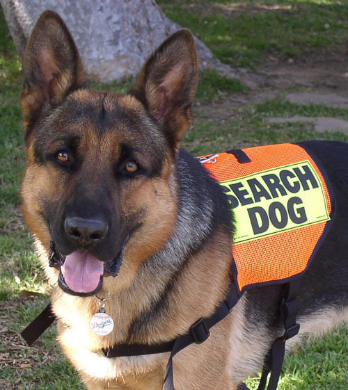 Mini K-9 Vest (Mesh): SEARCH DOG