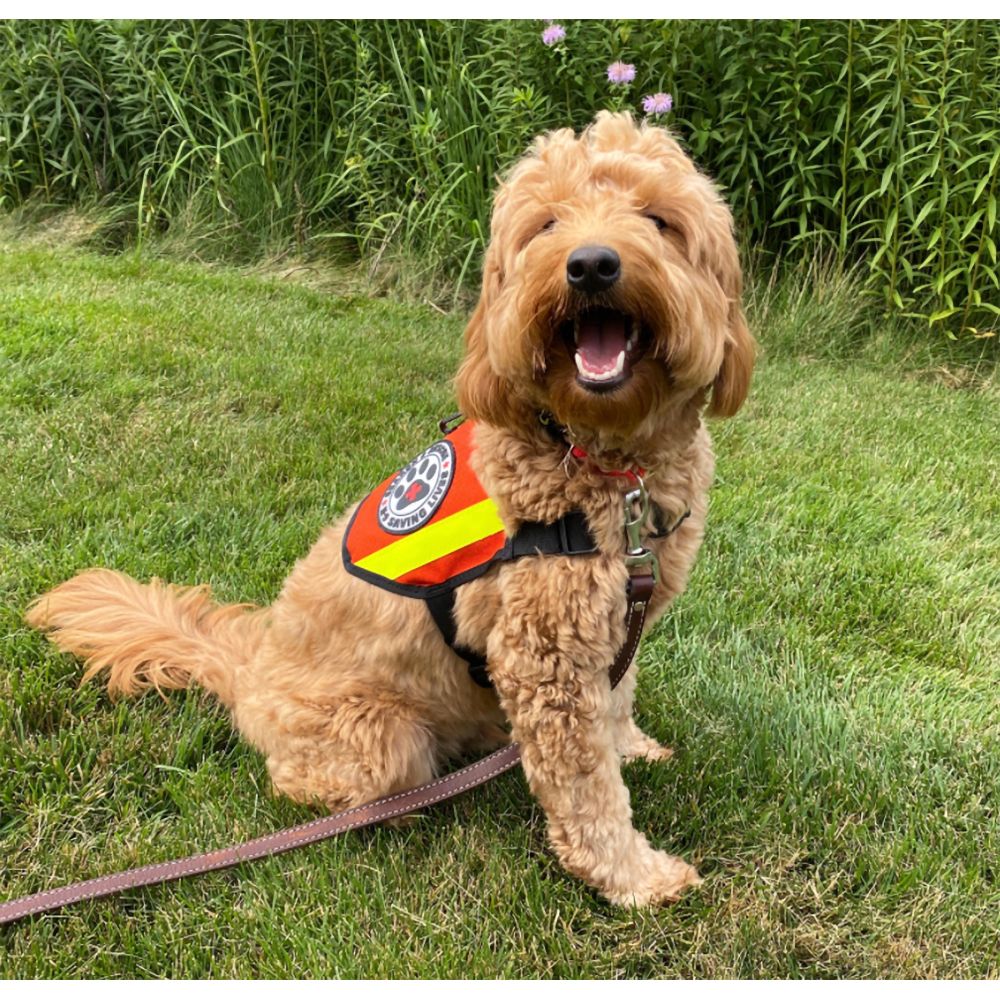 Mini K-9 Vest with Reflective Accents &amp; SAR K-9 PVC Patches