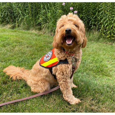 Mini K-9 Vest with Reflective Accents &amp; SAR K-9 PVC Patches