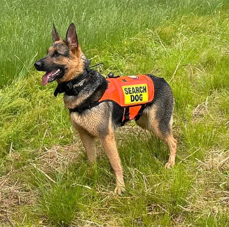 Standard K-9 Vest with Reflective Accents &amp; Add-On Strip for Accessories (Light &amp; Bell)