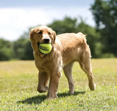 PetSport® TUFF Ball - 2-1/2" (Medium)