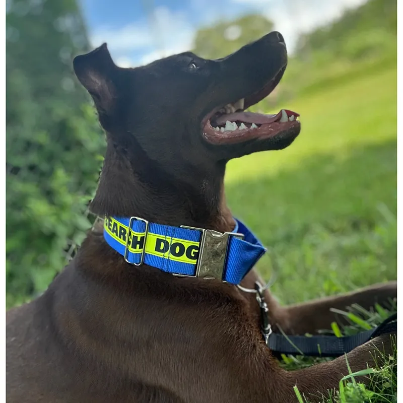 Reflective Martingale Dog Collar (Metal Buckle): SEARCH DOG - 2" Width