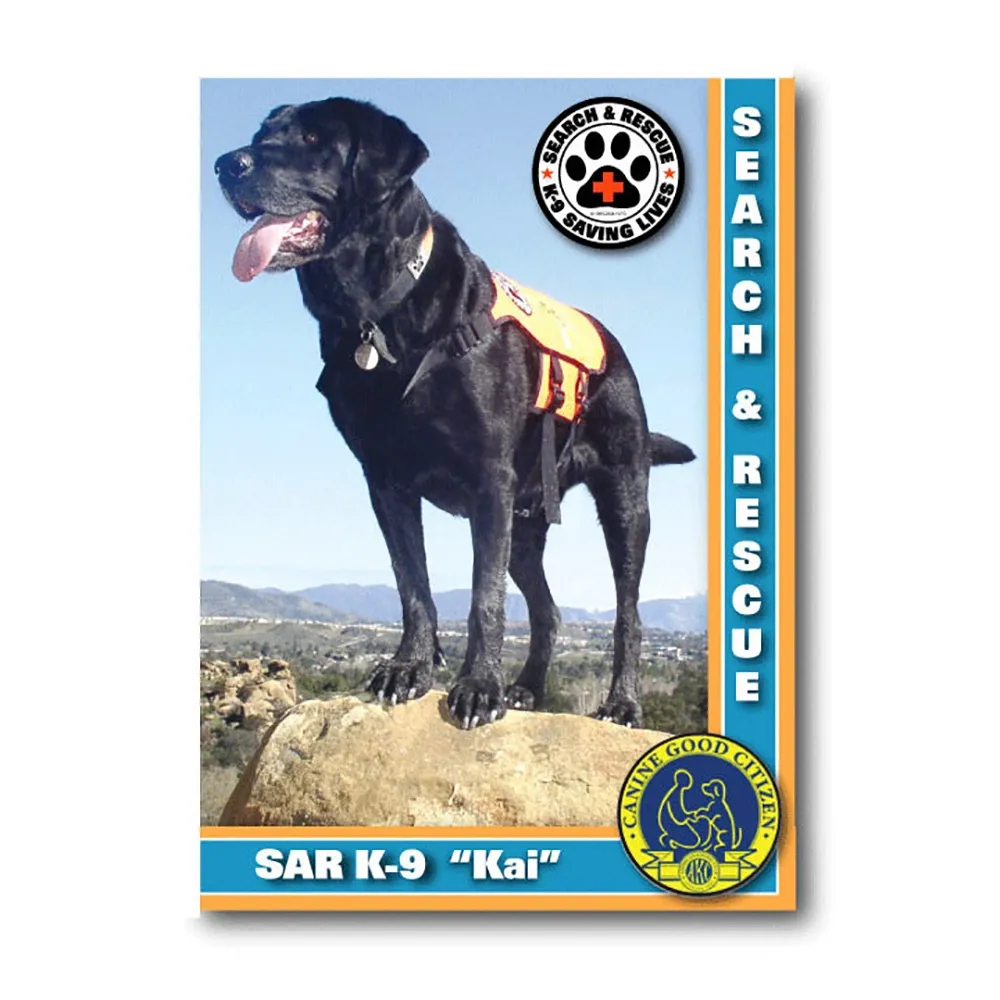 Style A: Set of 10,000 Trading Cards