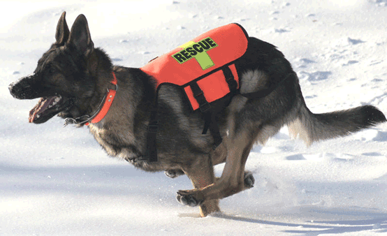 Standard K-9 Vest (Cordura®): RESCUE Cross