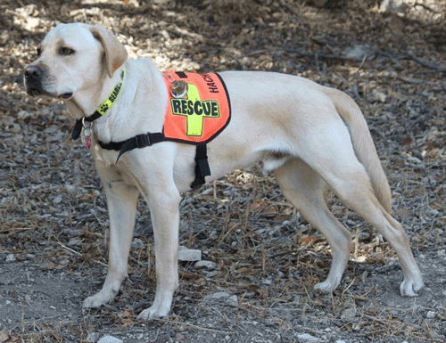 Mini K-9 Vest (Cordura®): RESCUE Cross