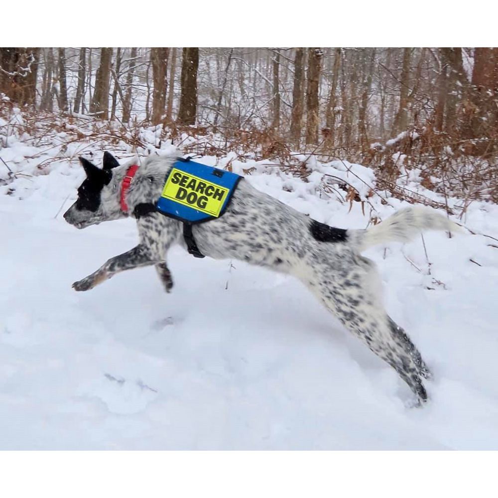 Mini K-9 Vest (Cordura®)