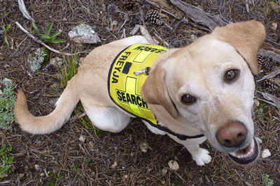 Mini K-9 Vest (Cordura®): SEARCH Cross
