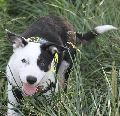 Mini K-9 Vest (Cordura®): SEARCH DOG