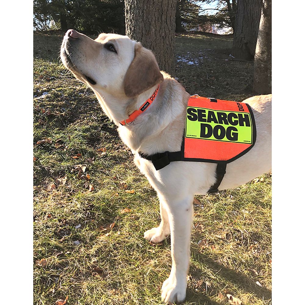 Mini K-9 Vest (Mesh)