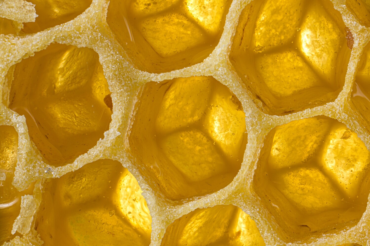Gelée royale