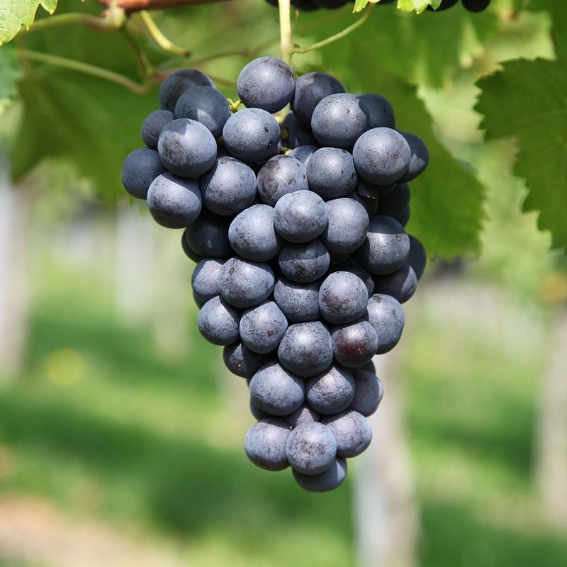Vigne "Muscat de Hambourg"