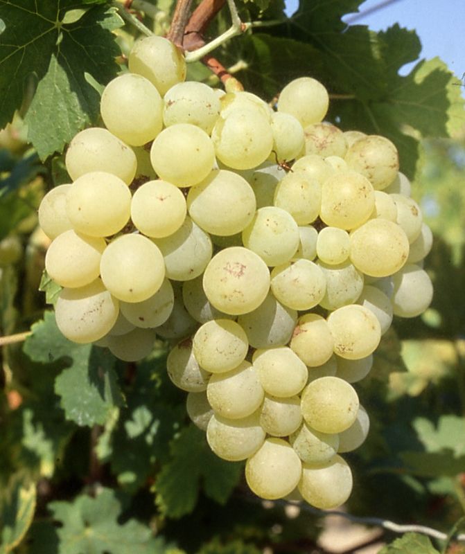 Vigne "Gros vert"
