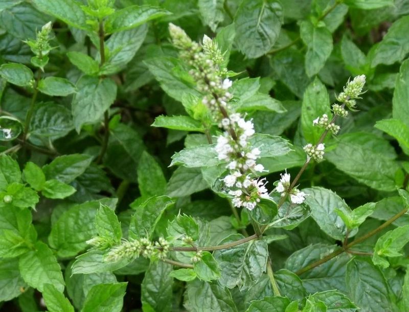 Menthe de Malaygues - Mentha spicata 'Malaygues'