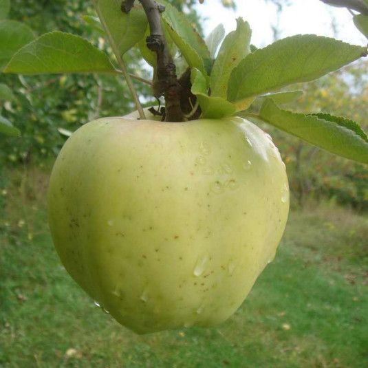 Pommier "Calville blanche"