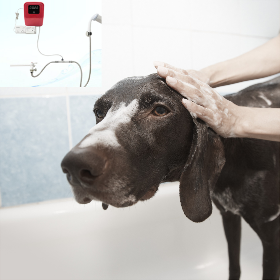 Ozone Dog Shower