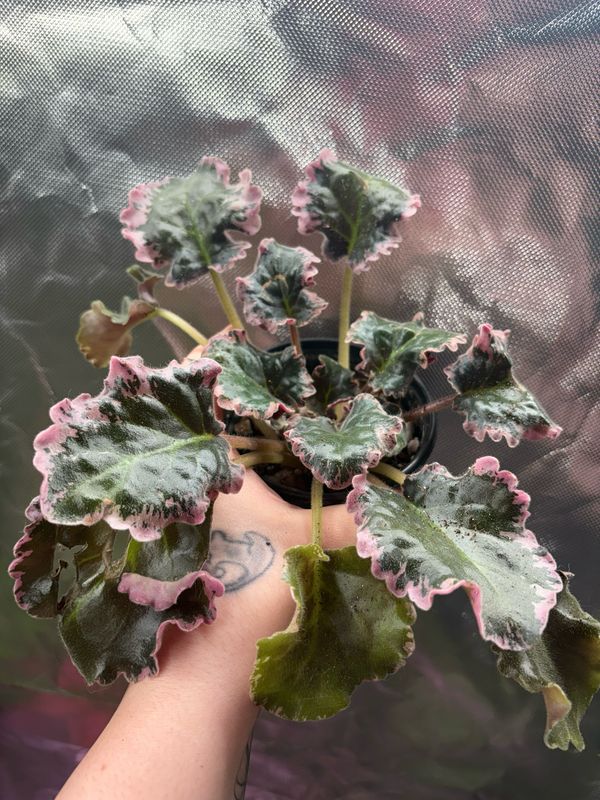 African Violet ‘Apache Bow’