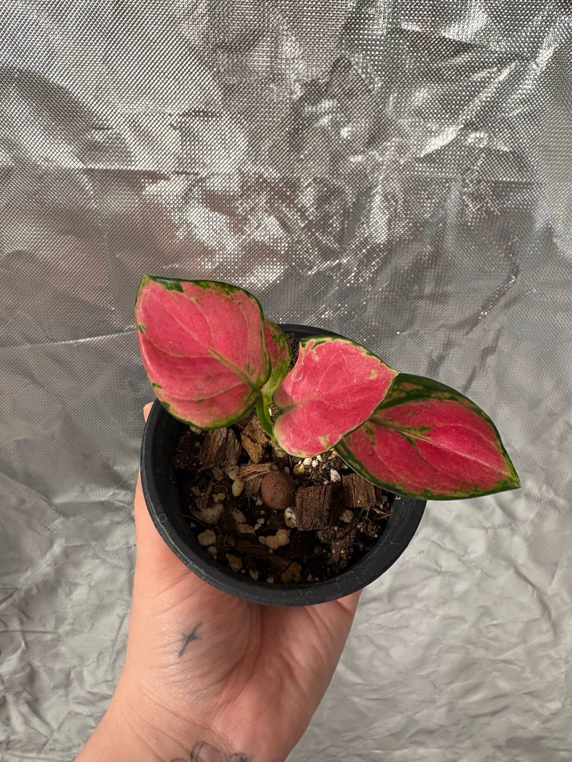 Aglaonema Geely Red