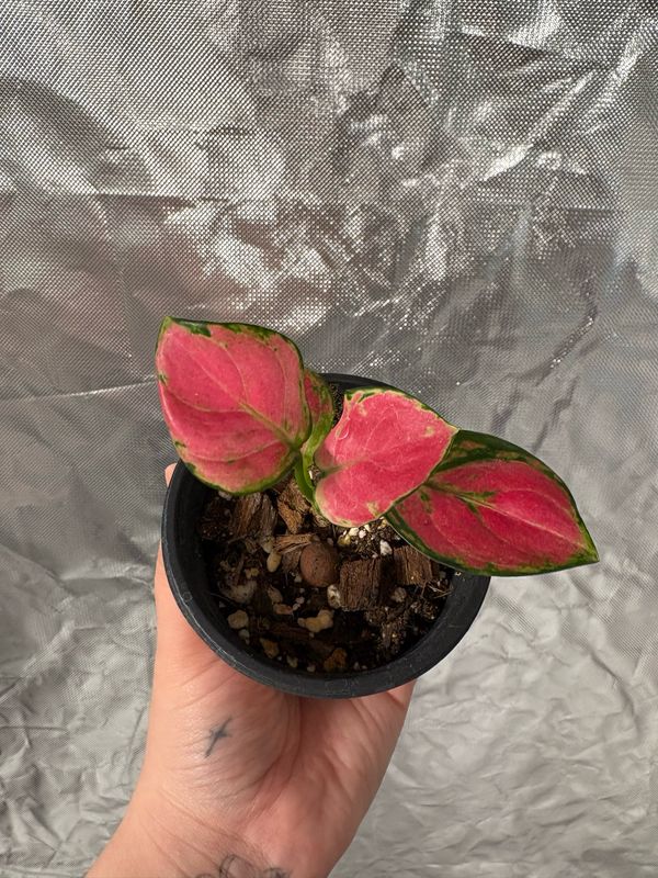 Aglaonema Geely Red
