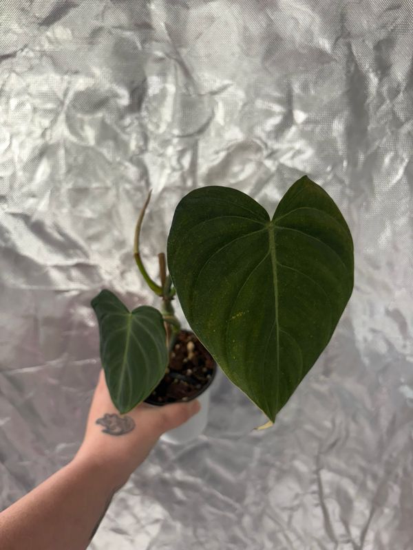 Philodendron Glorious