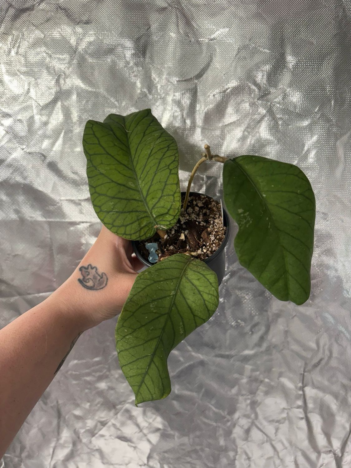 Hoya Meredethii