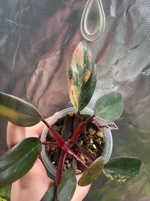 Philodendron Strawberry Shake