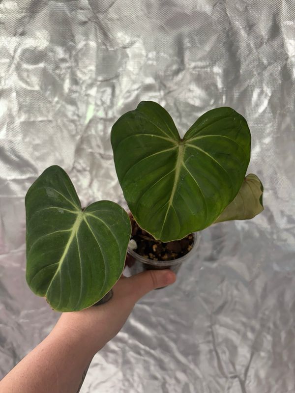 Philodendron Gloriousum (Reverted?)