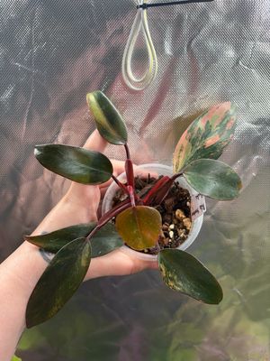 Philodendron Strawberry Shake